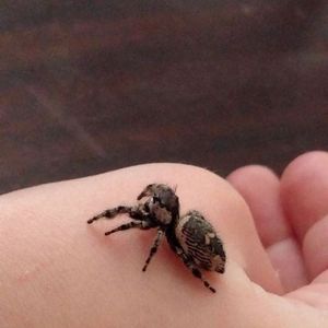 Meet your Posher, Darlene